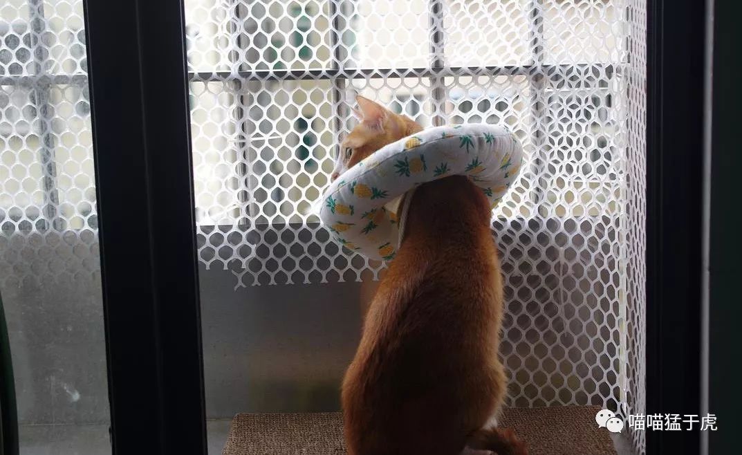 治疗猫咪抑郁症的四个方法图,猫抑郁的最佳治疗方法