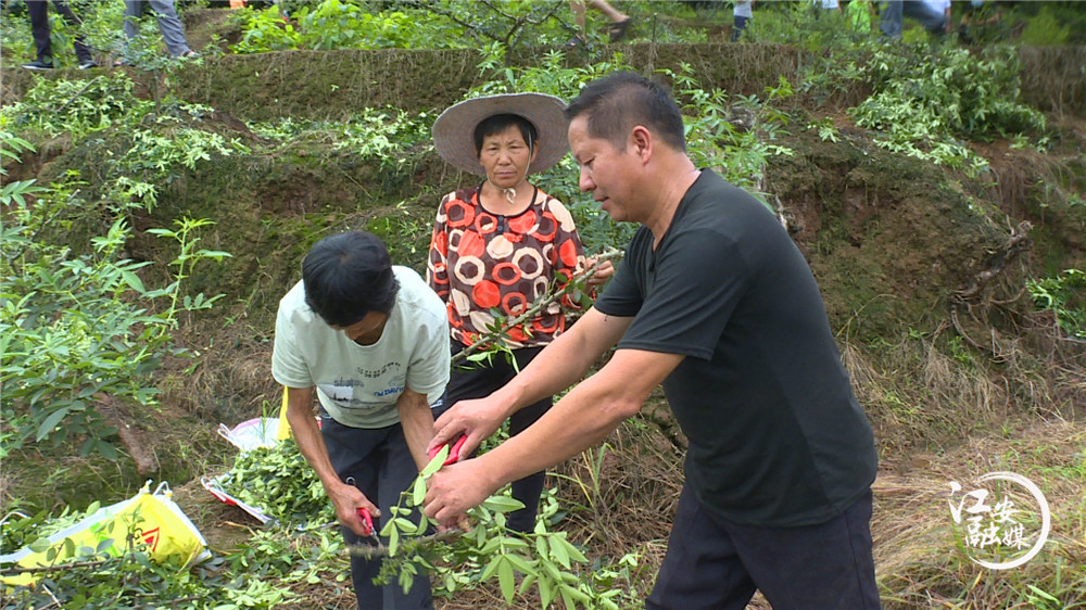 江安县阳春镇凤凰村：漫山遍野花椒香为民铺就致富路