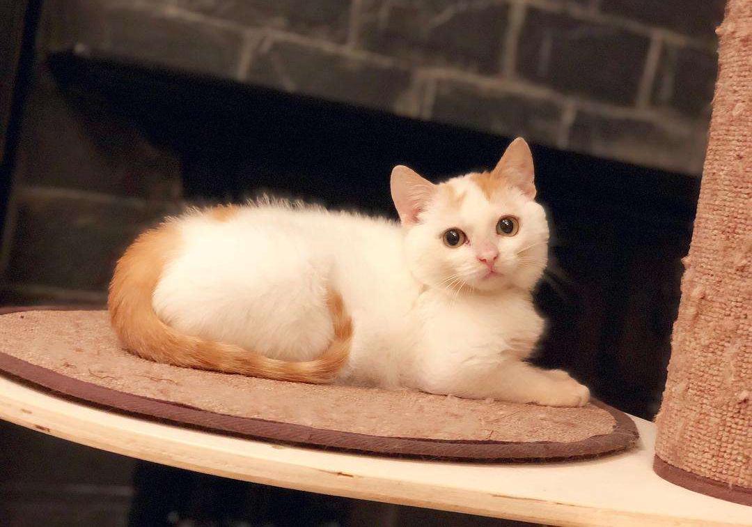 铲屎官要知道的猫咪知识,最适合新手铲屎官养的猫