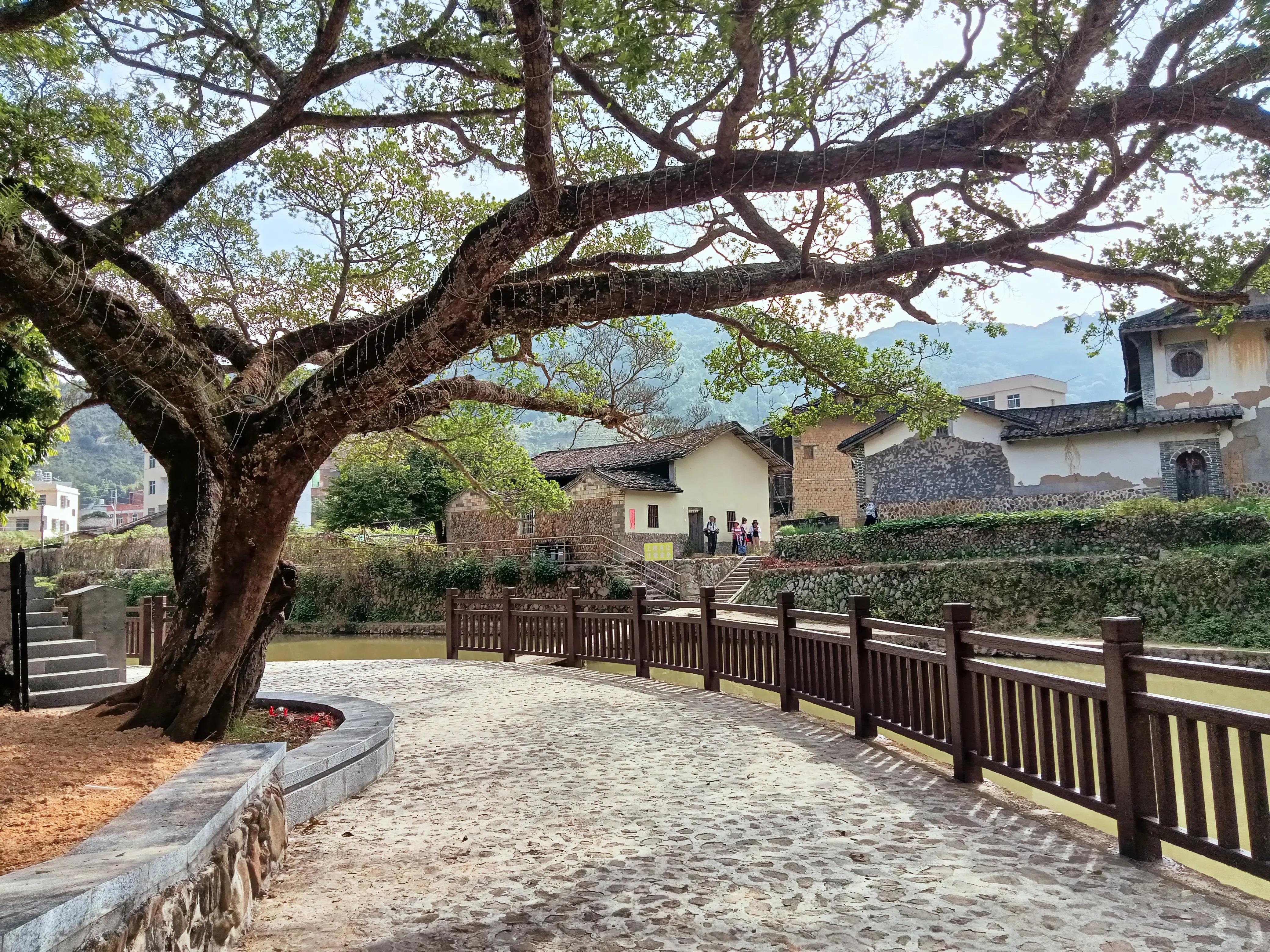 饶平三饶四方塘老榕树在哪里,榕树爷爷是合唱还是独唱