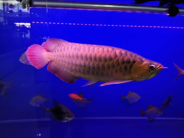 冷水观赏鱼寿命最长的有哪些,寿命最长不吃小鱼的观赏鱼