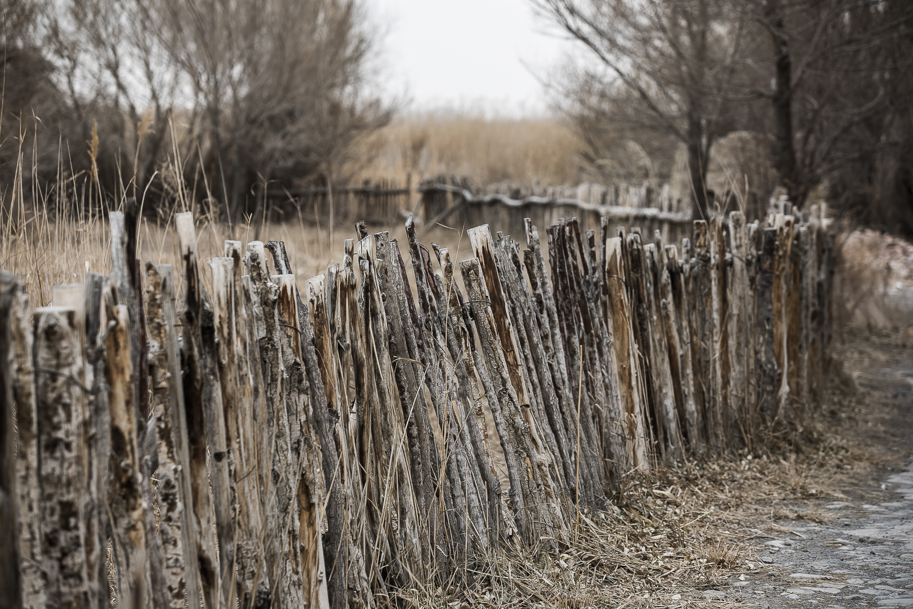 王洛宾写的达坂城姑娘美如画,王洛宾进新疆