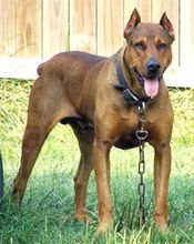 优秀护卫犬有哪些品种,优秀护卫犬图片大全