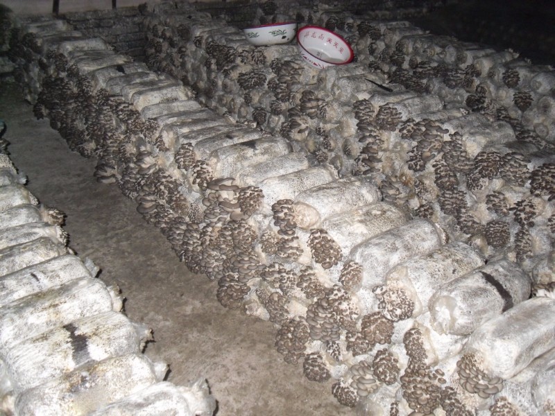 农村最缺什么生意项目见效,适合农村的小本生意好项目