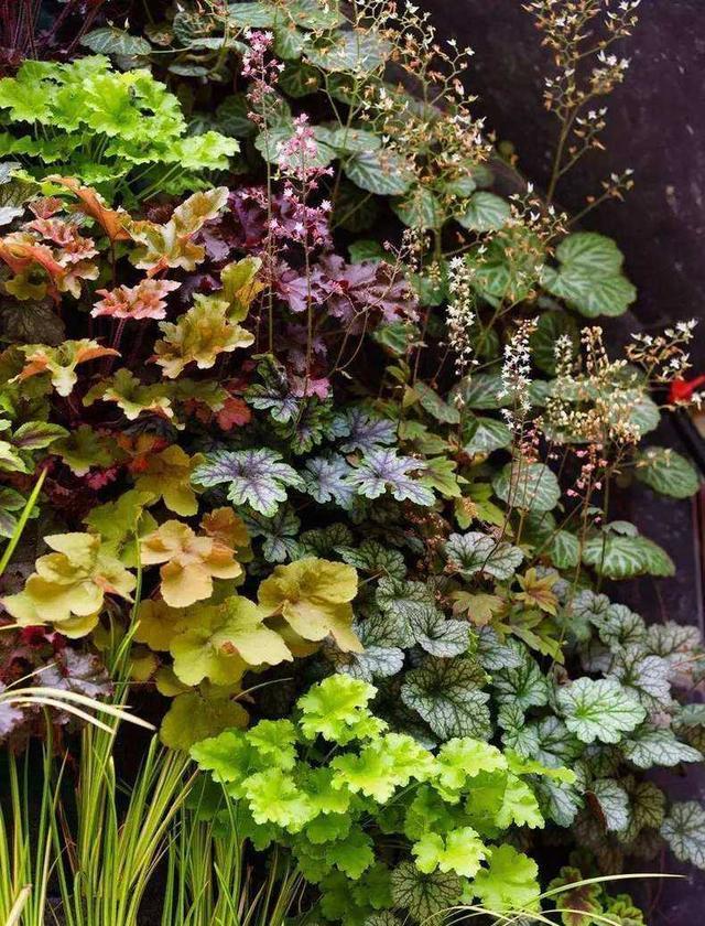 好看又好养的盆花,人养花也养人