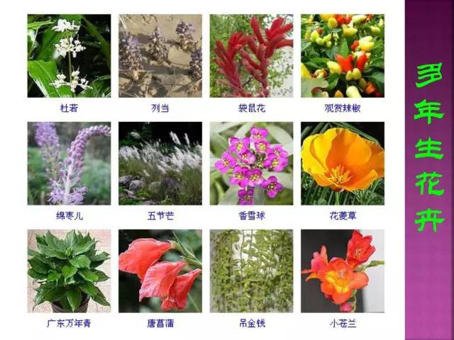 花卉大全500种观叶植物名称,1332种常见花卉植物图谱