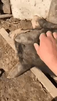 这只鹦鹉一直以为他是一只猴，所以每天都在重复做这个动作