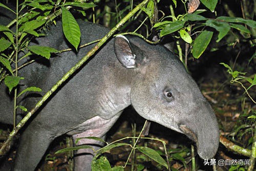 亚马逊十大凶猛植物,巴西亚马逊热带雨林动植物