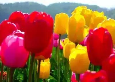 100种花的英文和花语是什么,100种花的花语以及送花礼仪分享