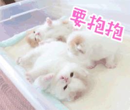 刚出生几天的小奶猫怎么养,新手养猫怎么养小奶猫
