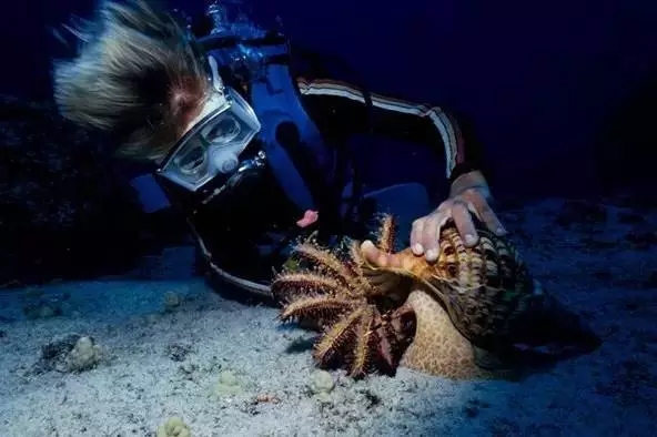 翻砂海星断脚什么原因,翻砂海星烂脚怎么办