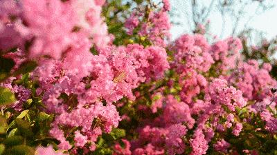 重庆春日踏青哪里好玩,重庆游玩攻略春天赏花