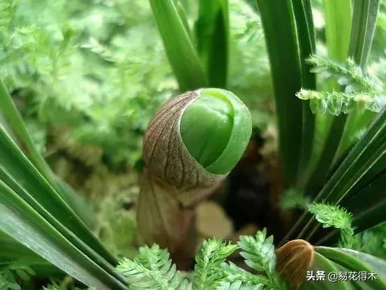 春兰大富贵春剑大富贵区别,春兰大富贵vs春剑大富贵