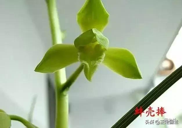 兰花知识大全100种,兰花鉴赏术语100条