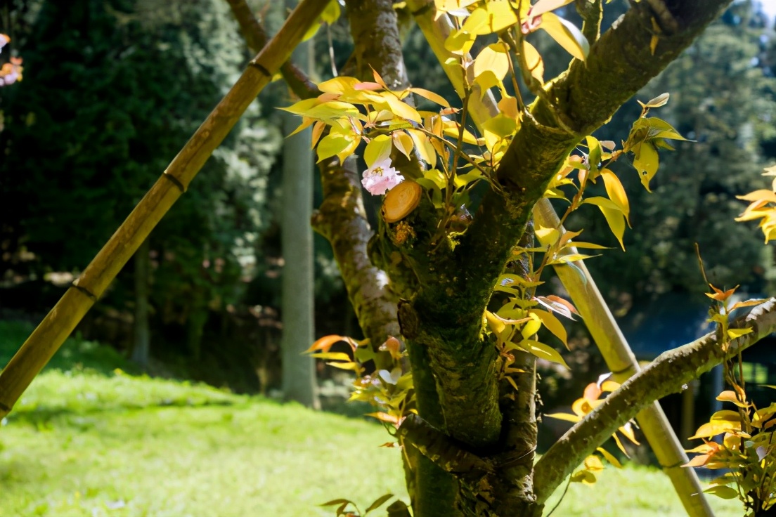 商量岗内的这家酒店，四季气候适宜居住，住客宛若身处桃花源