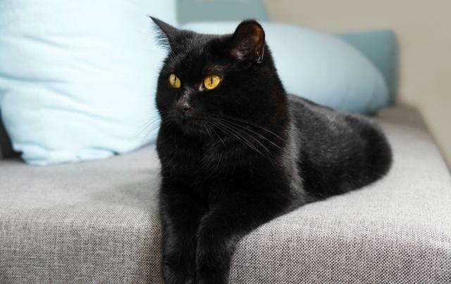 中华田园猫在古代的名字都有哪些,古代的猫咪都是中华田园猫吗