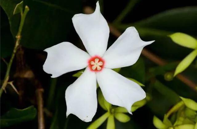 海边的芒果,海南芒果金煌芒芒果花