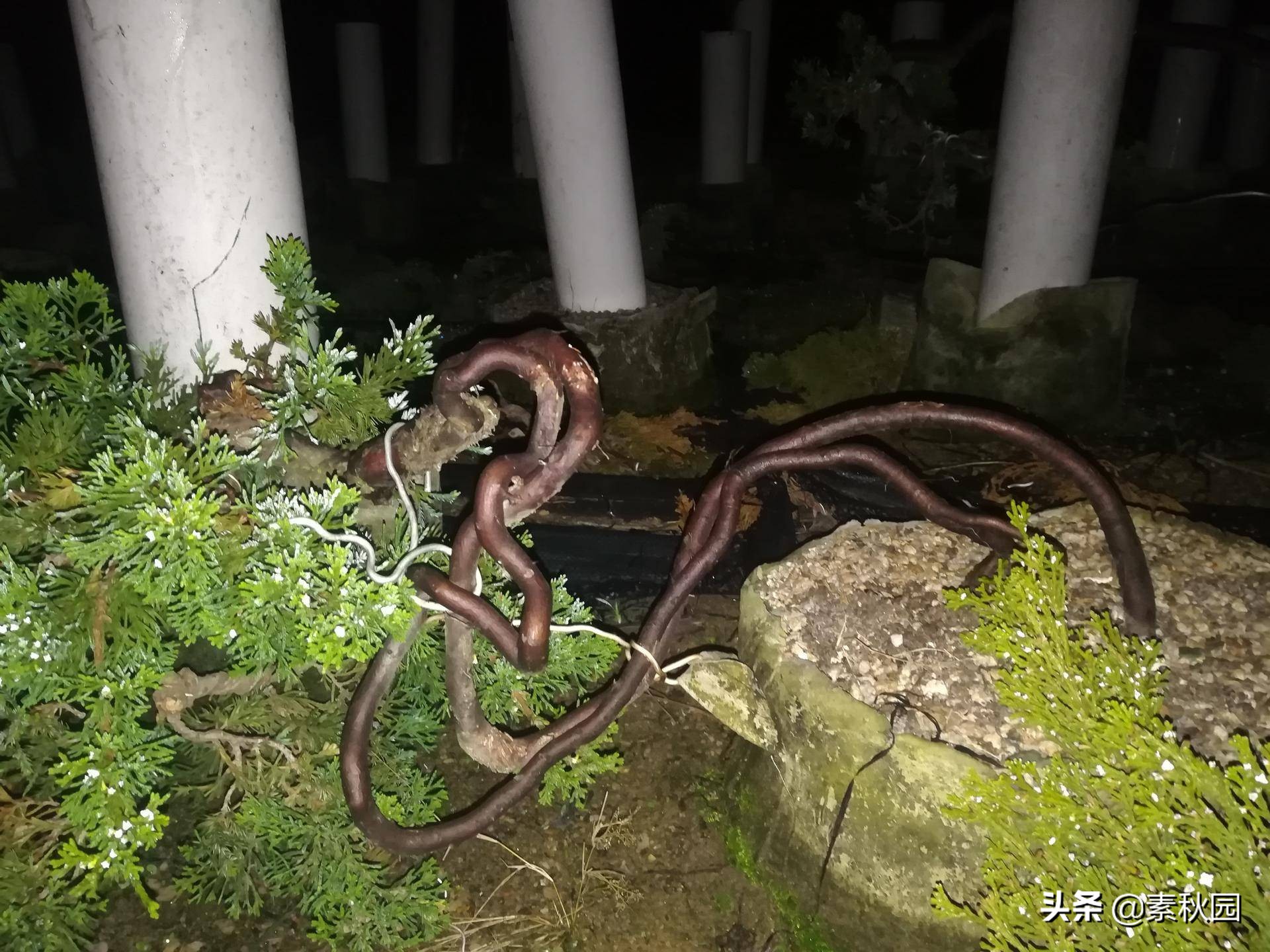 柏树盆景教学!从零开始,教你如何制作一棵漂亮的柏树盆景!