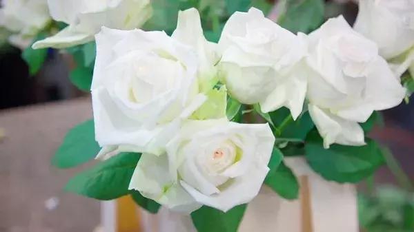 世界第一鲜花市场视频,bbc探秘墨西哥毒品战争