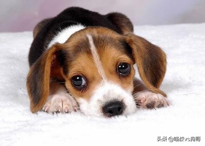 狗狗打架伤口感染硬块怎么处理,狗狗打架受伤后涂药膏多久恢复