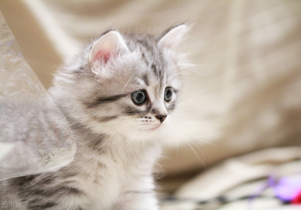 猫咪拉稀可以吃罐头吗,猫咪拉稀是什么病预兆