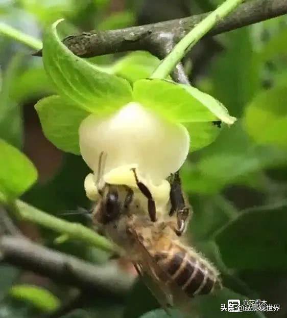 野生挂果金弹子是雌雄同株吗,金弹子雌雄同株公花比母花开得晚