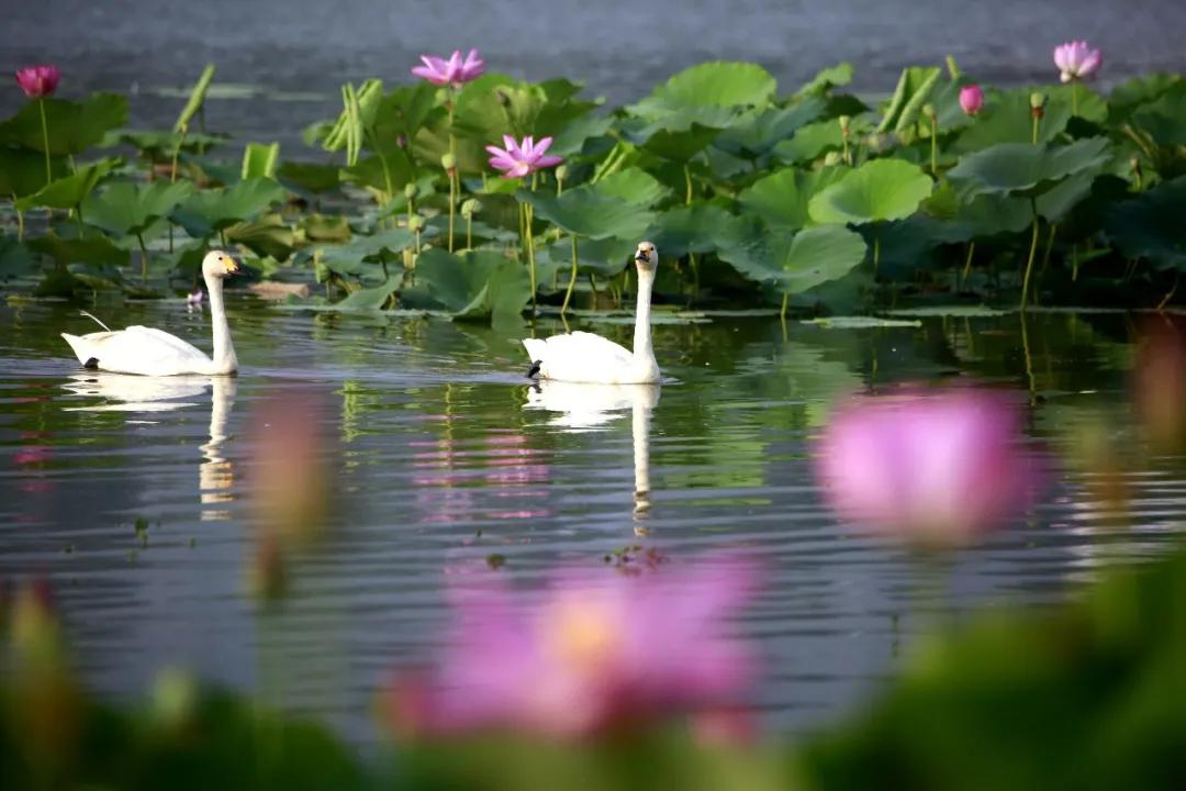 一二年级必练看图写话阅读理解,一二年级的看图写话写作技巧