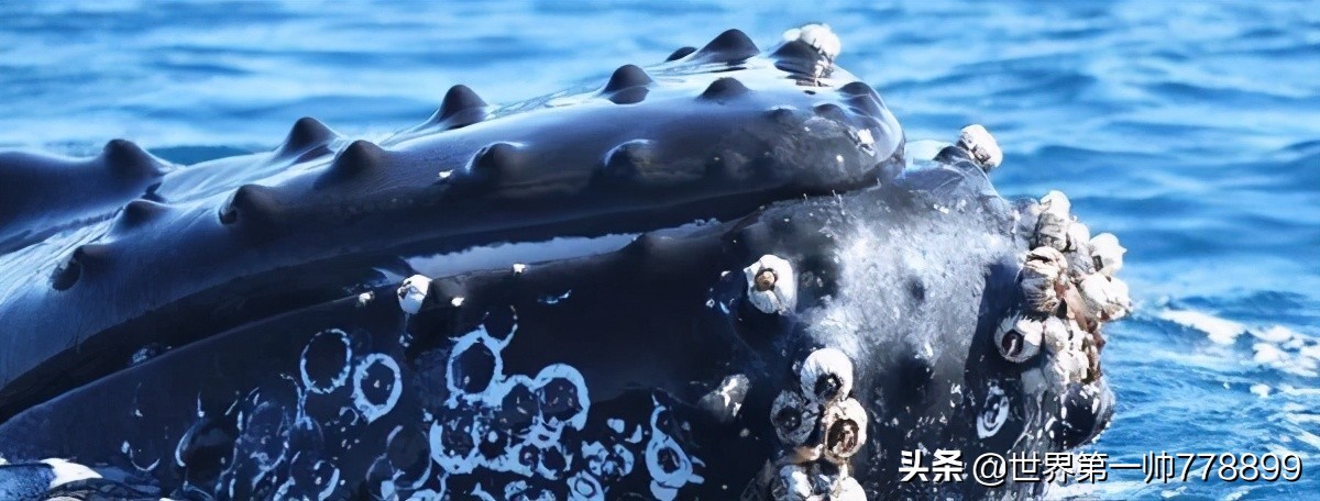 世界各国外来入侵生物,全世界最危险的物种入侵