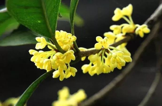 家里的花干枯影响风水吗,家里的花突然发黄发蔫风水