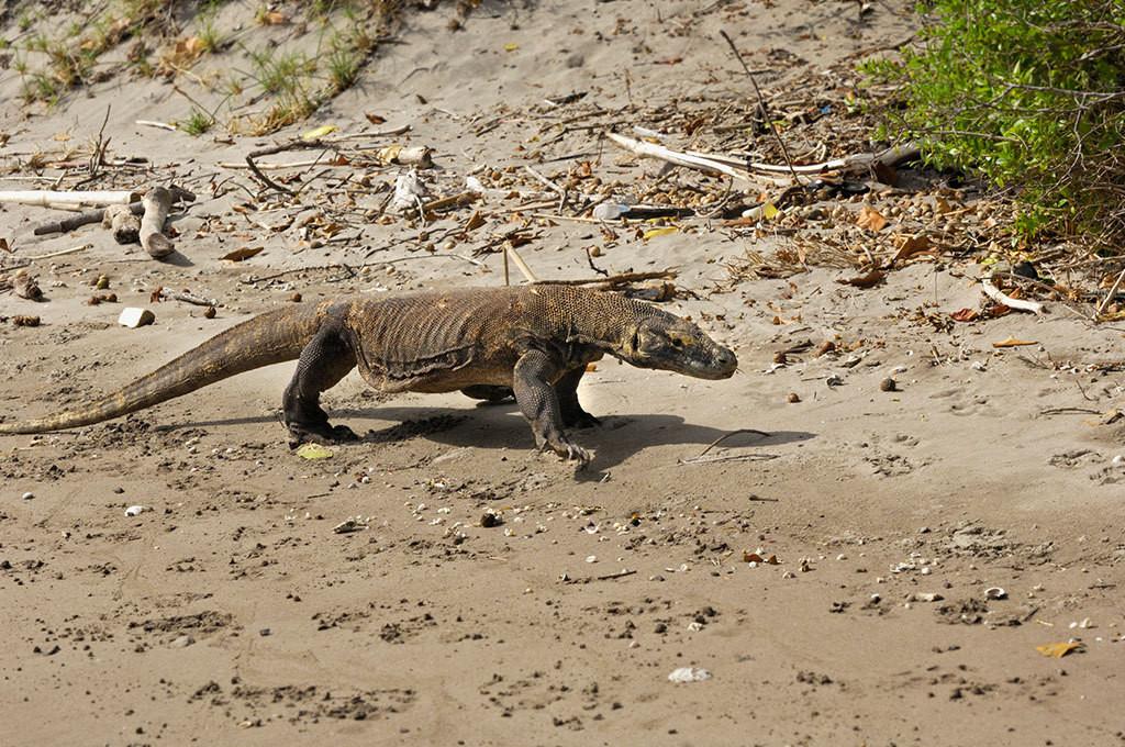 科莫多巨蜥嘴里最毒的细菌是哪种,世界上最大的蜥蜴是科莫多巨蜥吗