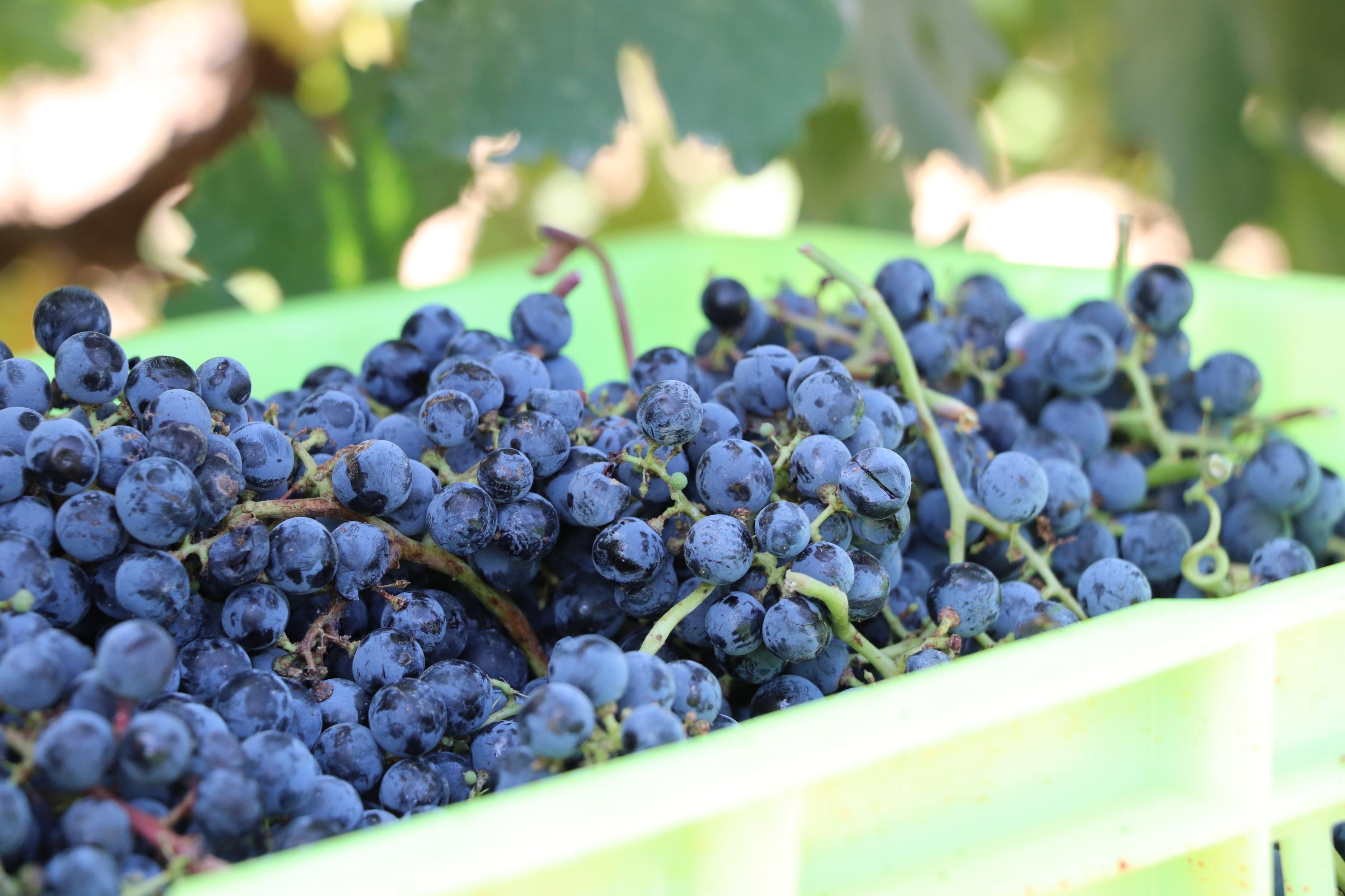 贺兰山红酒传奇,贺兰山东麓葡萄酒前世今生