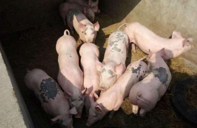 猪脓肿怎么消除最快,猪淋巴结脓肿怎么治疗