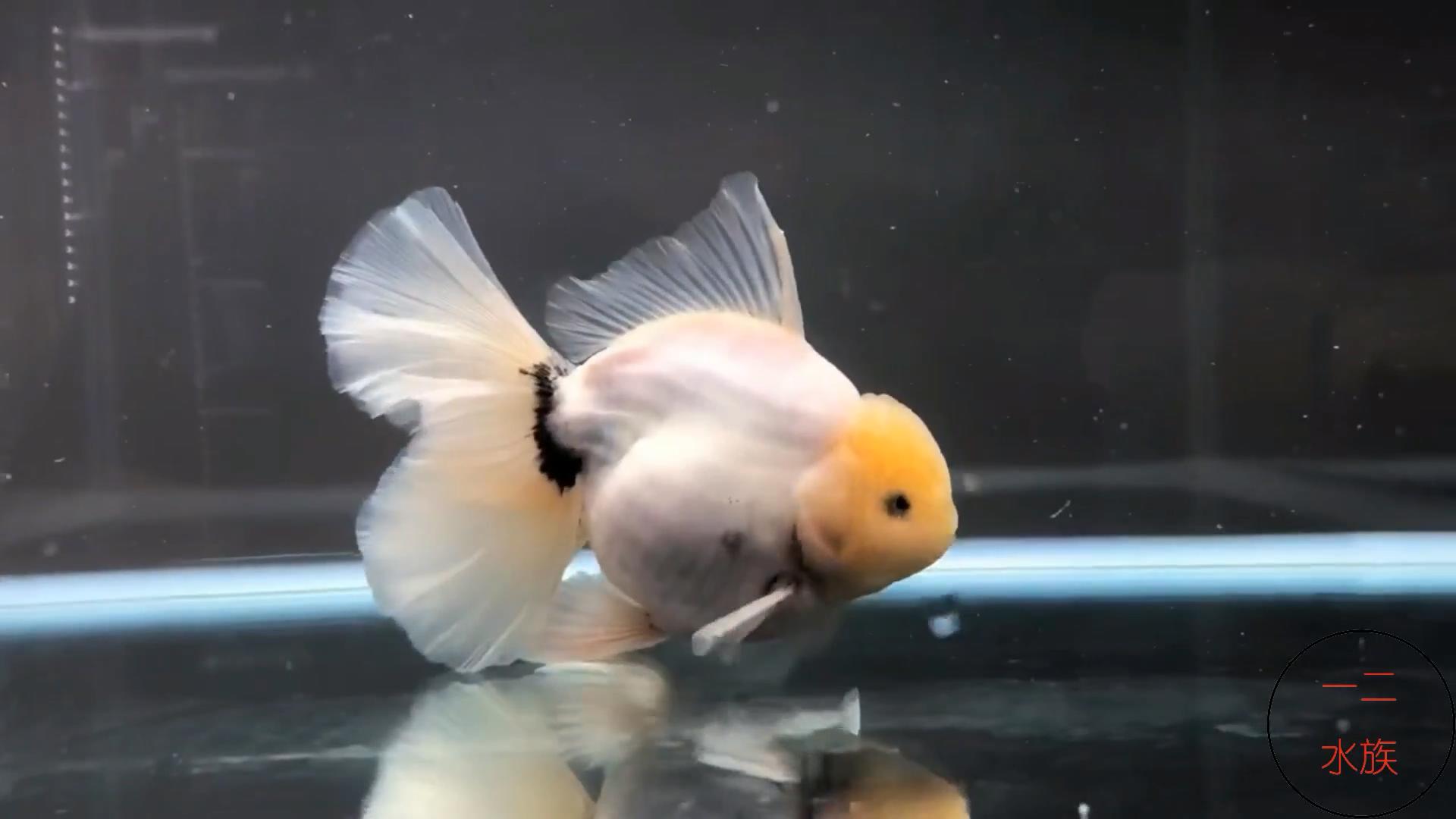 可以和金鱼混养的冷水鱼,热带鱼和金鱼混养会有什么后果