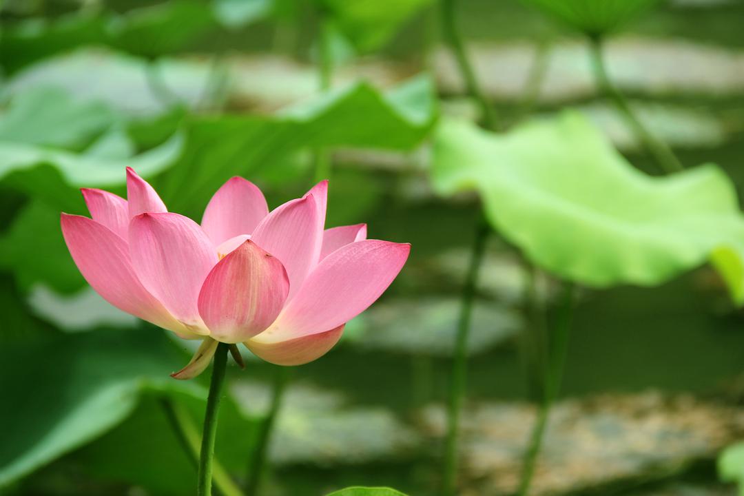 郑州荷花欣赏地点推荐,郑州赏荷最佳地点