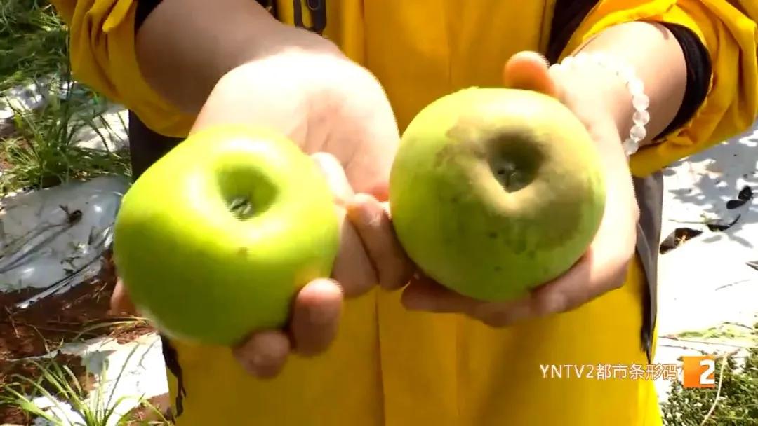 团结乡的苹果熟了么,团结乡田冲苹果熟了