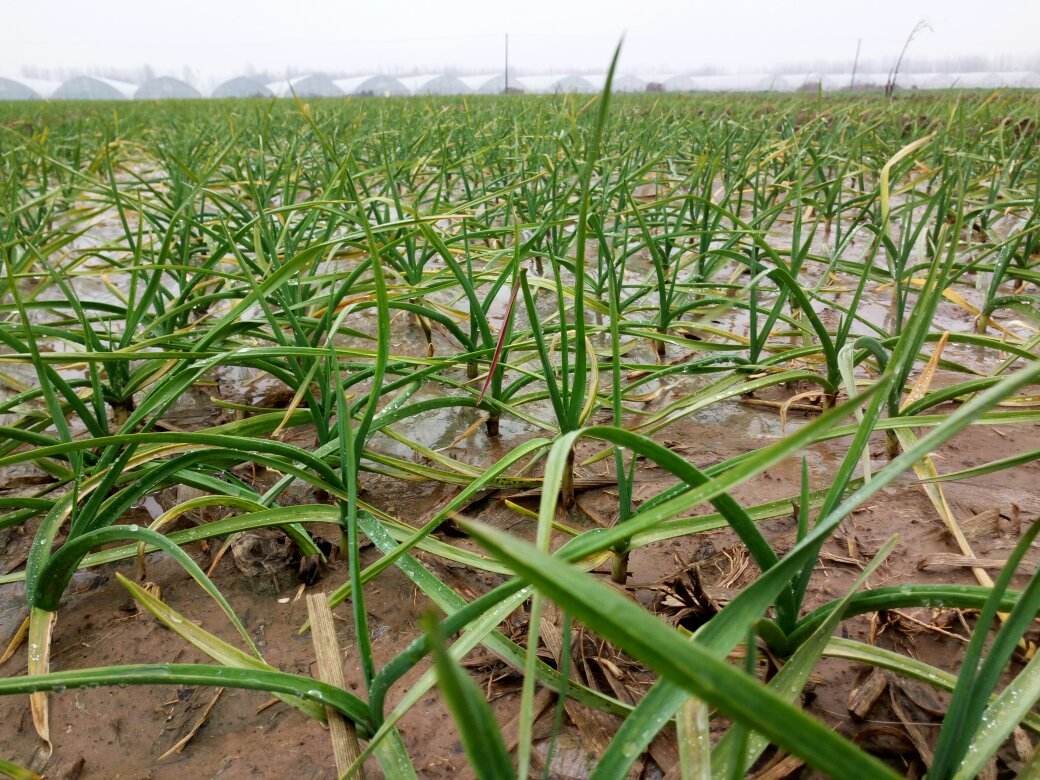 大蒜有黄叶病怎么防治,大蒜出现黄叶是什么病如何治疗
