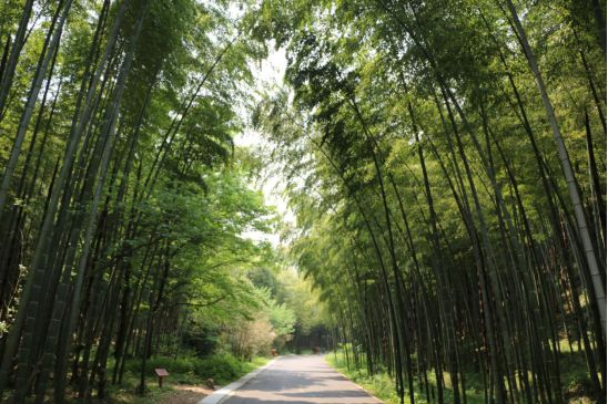 石塘竹海喊泉,宜兴彩虹滑道免费