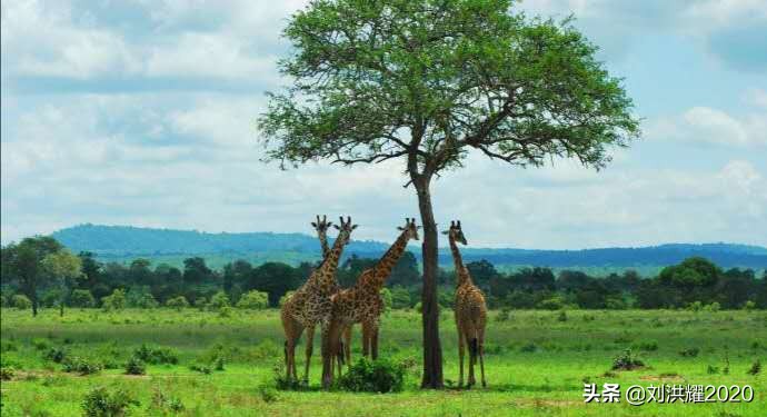 狂野坦桑尼亚：我骑长颈鹿来了！__《东非、北非采访历险记》13