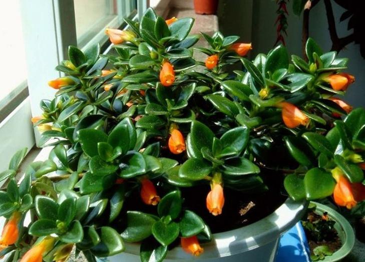 金鱼吊兰在什么季节里面才会开花,金鱼吊兰要有什么条件才能开花