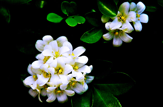 九里香木本,九里香是耐寒花卉吗