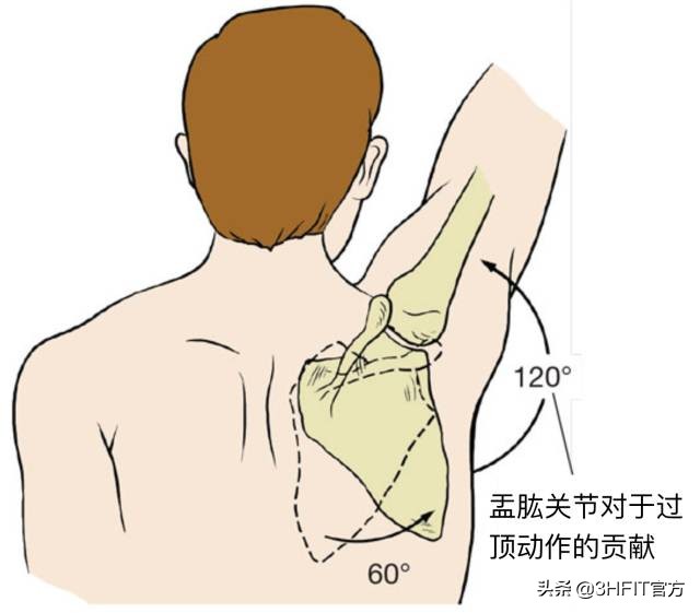 “得肩胛骨者得天下”——如何提高肩关节稳定性