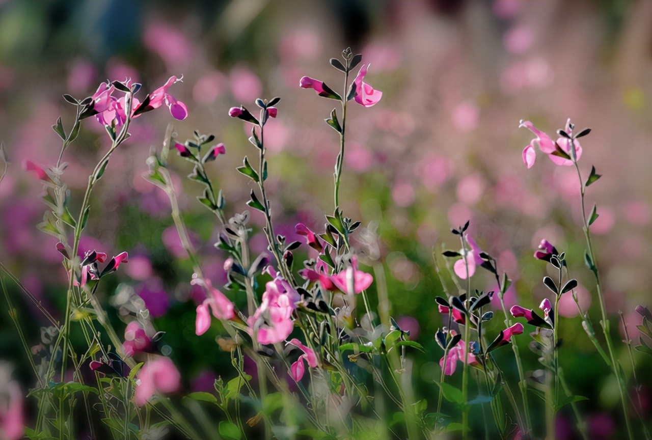 命中有桃花劫的男人如何破解,命中的桃花劫是躲不掉的吗