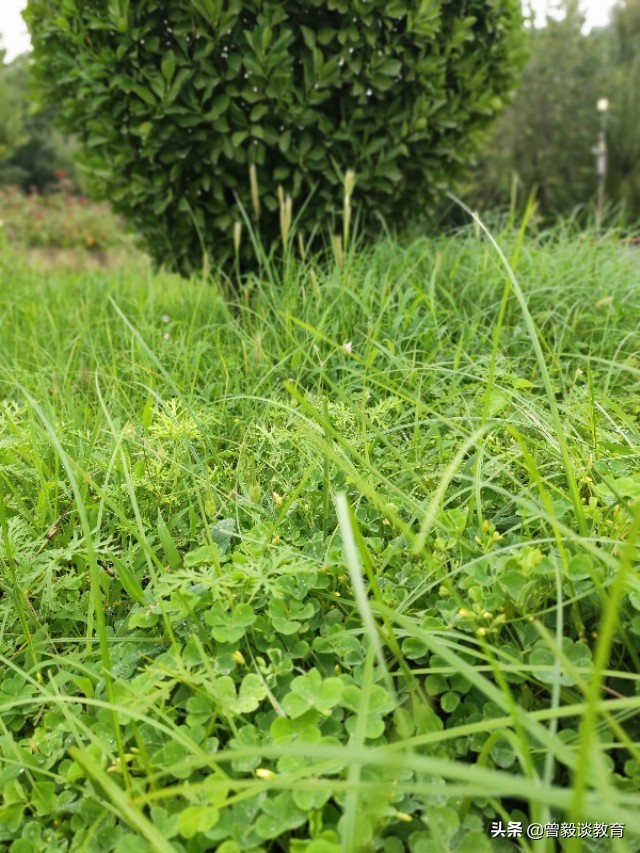 周末带娃出来抓抓虾,周六爸爸陪宝贝抓螃蟹