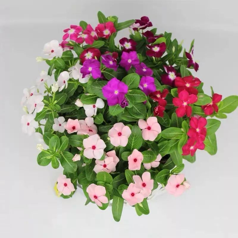 高级好看易养的花卉,最漂亮最迷人的大丽花图片