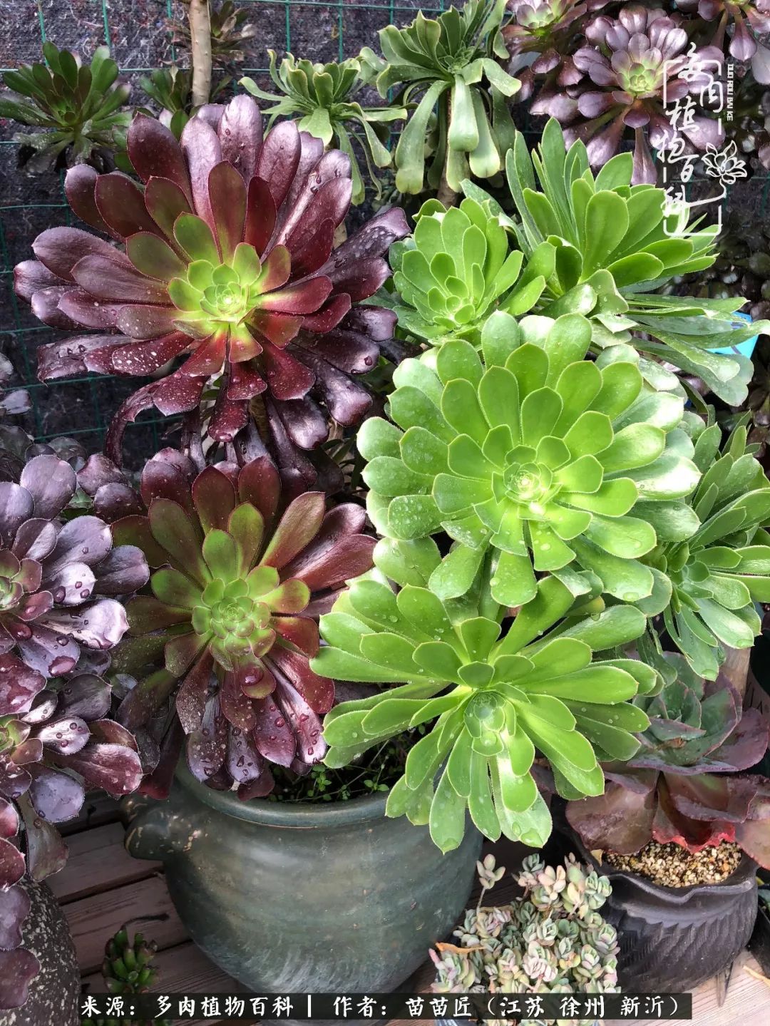 多肉之江湖：众肉友们，修仙渡劫几何了？