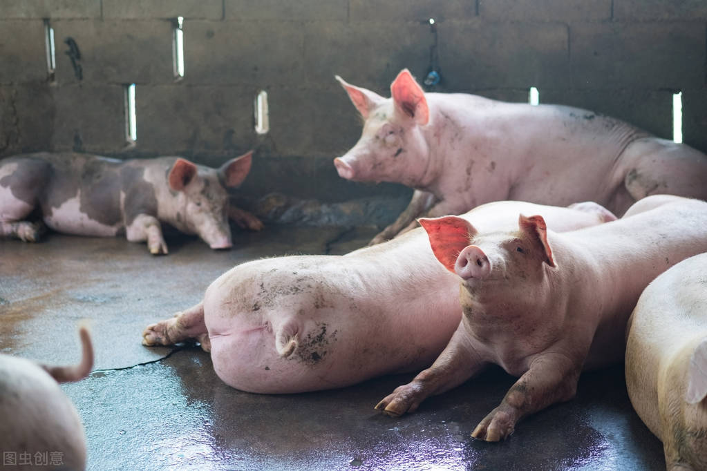 猪价暴跌养殖股会不会暴涨,猪价上涨养猪企业现金流得到改善