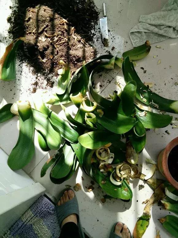 君子兰砍一刀留几公分,君子兰砍了一刀就开花了