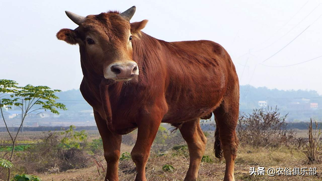 养牛和养羊哪个好养哪个挣钱,养羊和养牛哪个更赚钱前途好