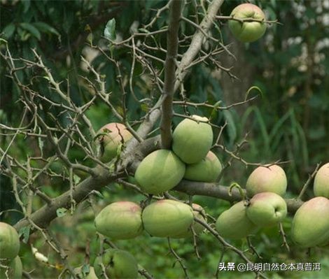 果香浓郁、茶汤柔顺——拔玛，南糯山最好的茶
