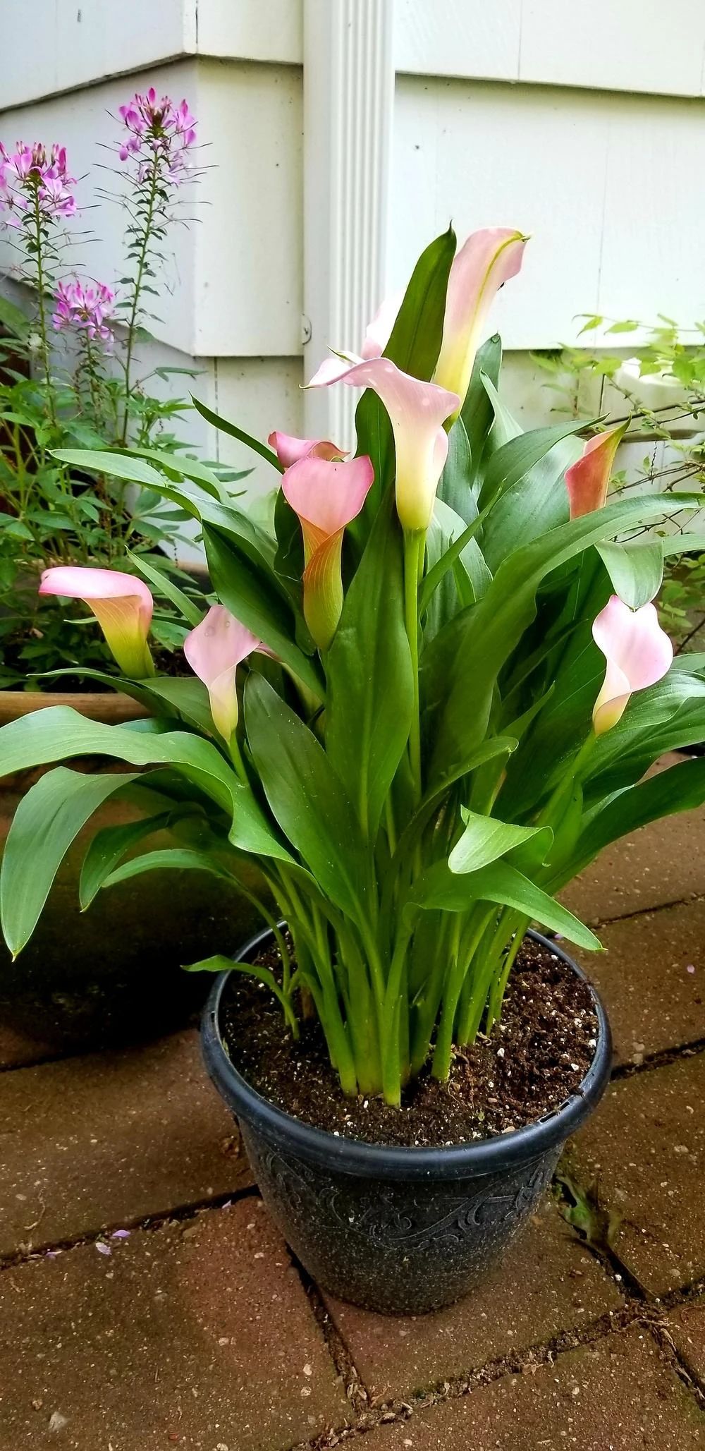 马蹄莲盆栽养殖方法和注意事项,马蹄莲的块茎一定要挖出来吗